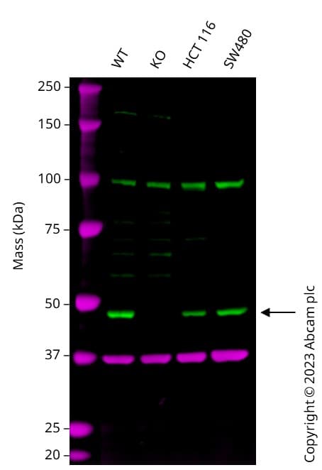 Trip13 Pch2 Antibody Ab128171  Western Blot Img424843
