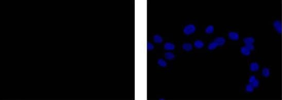 Rabbit IgG, monoclonal [EPR25A] - Isotype Control - BSA and Azide Free(AB210849)