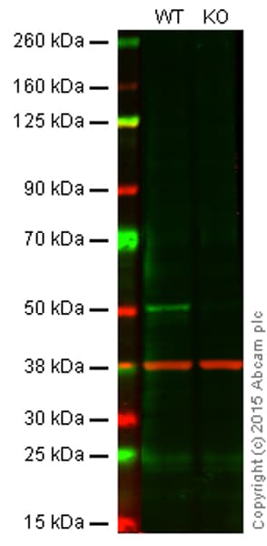 Caspase 2 Antibody Epr17881 Bsa And Azide Free Ab250636  Western Blot Img54083