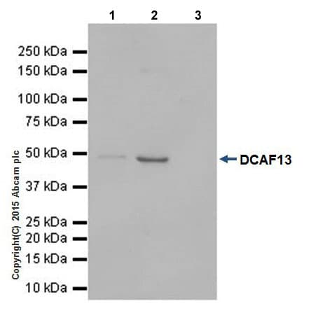 Dcaf13 Antibody Epr18723 Bsa And Azide Free Ab240337  Immunoprecipitation Img15854