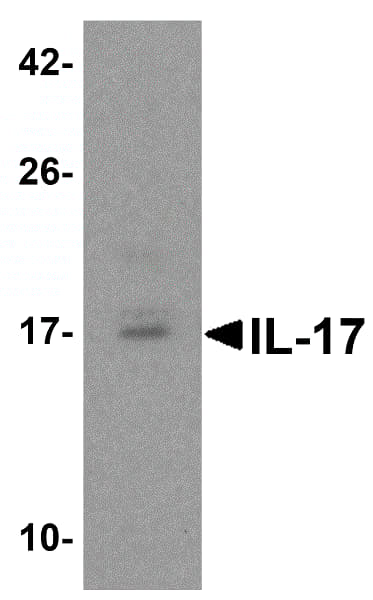 Anti-IL-17A antibody(ab79056)
