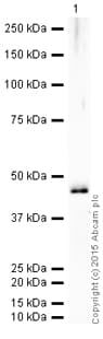 HRP Anti-6X His tag® antibody [4D11](AB202004)