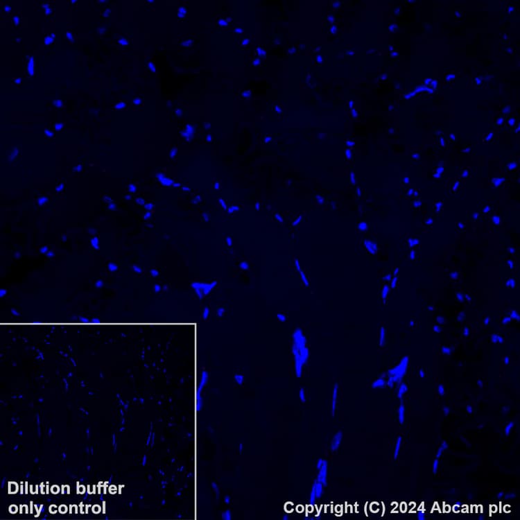 Alexa Fluor® 647 Anti-Lrp2 / Megalin antibody [EPR26093-84](AB317712)