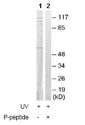 Cdc25a Phospho S178 Antibody Ab79252  Western Blot Img14380