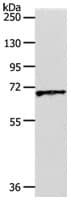 Anti-SLC22A3/OCT3 antibody(AB183071)