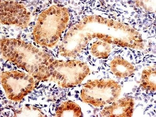 Fxr1 Antibody Ab155124  Immunohistochemistry Formalin Pfa Fixed Paraffin Embedded Sections Img421659