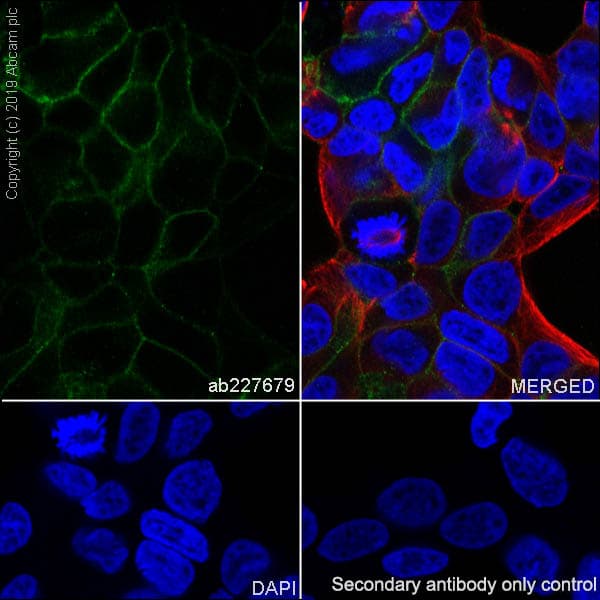 Anti-CD276 antibody [SP265] - BSA and Azide free(AB272011)