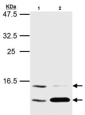 Anti-LC3B antibody - N-terminal(AB229327)