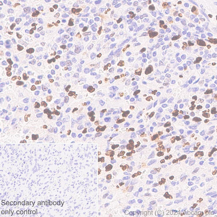 Anti-MNDA antibody [253A](AB188566)