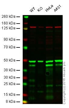 Anti-CREB antibody [E306] - BSA and Azide free(AB221216)