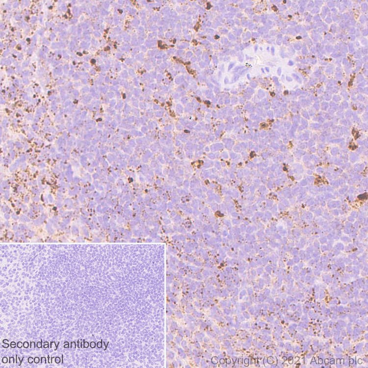 Socs3 Antibody Epr24090 74 Ab280884  Immunohistochemistry Formalin Pfa Fixed Paraffin Embedded Sections Img36523