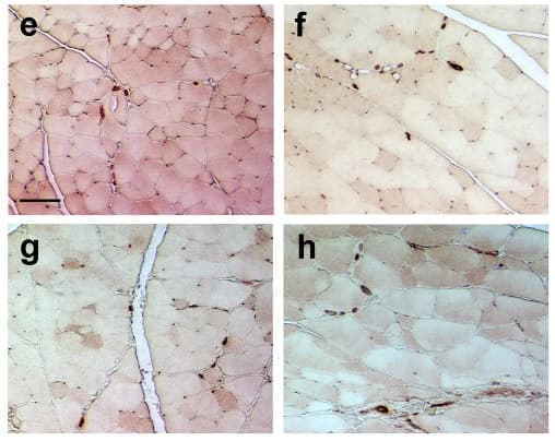 Anti-CD31 antibody(AB124432)
