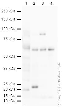 Anti-IRF5 antibody(AB21689)
