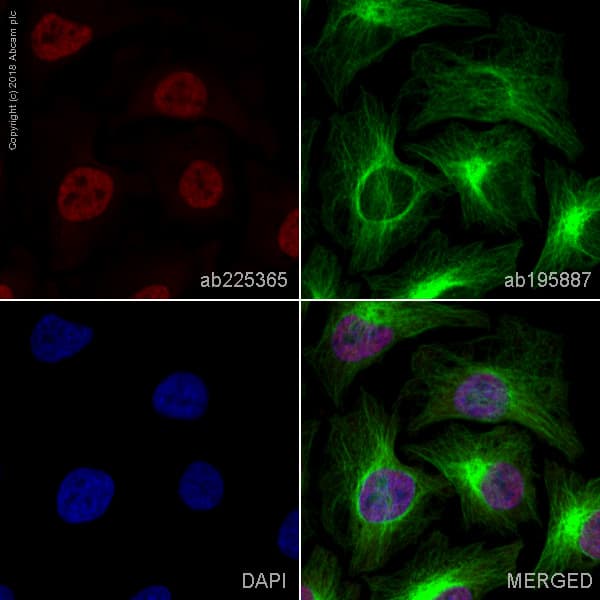 Alexa Fluor 647 Kdm2a Antibody Epr18602 Ab225365  Immunocytochemistry Immunofluorescence Img20194