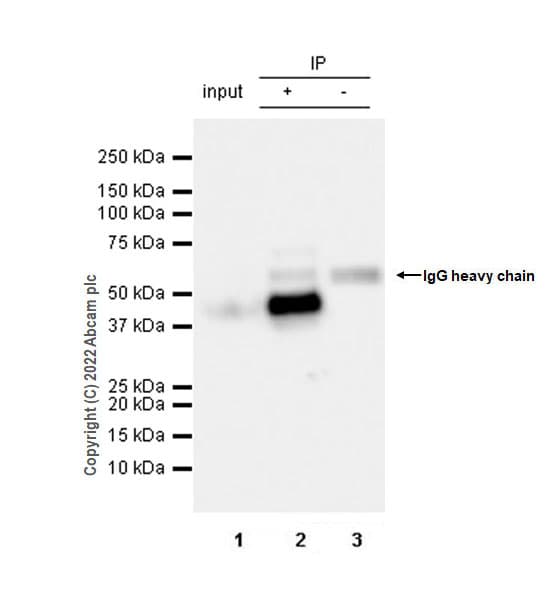 VeriBlot for IP Detection Reagent (HRP)(AB131366)