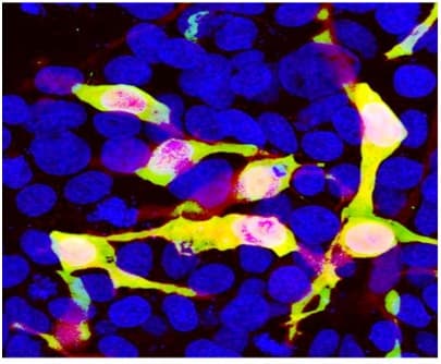 Anti-mCherry antibody(AB205402)
