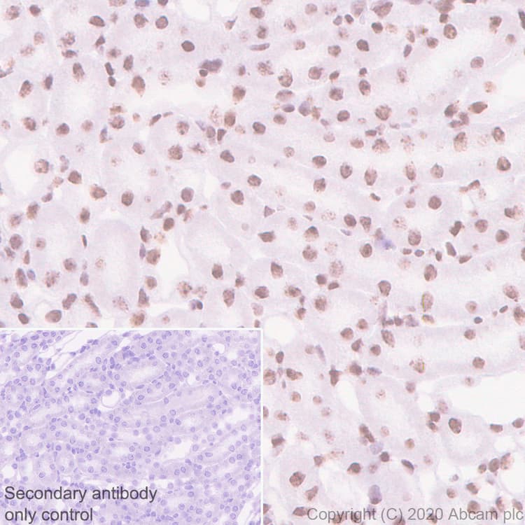 Anti-HP1 alpha antibody [EPR5777] - BSA and Azide free(AB226049)