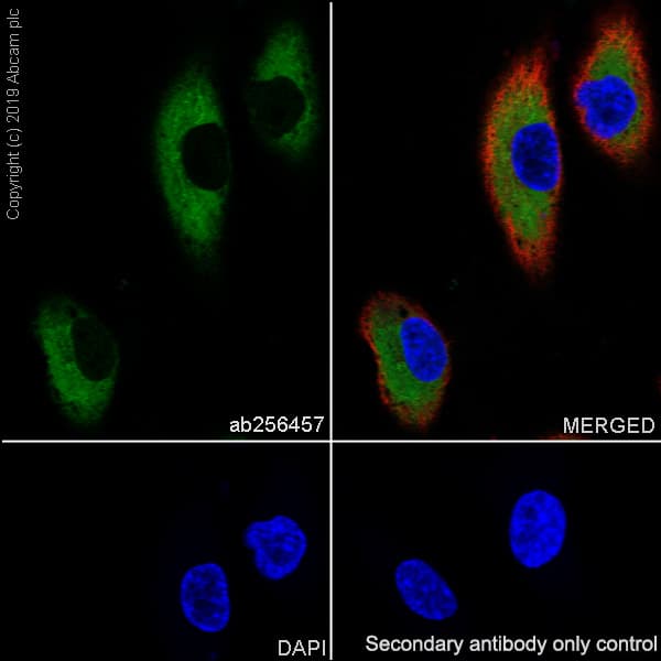Anti-EFEMP1/Fibulin-3 antibody [EPR22855-4](AB256457)