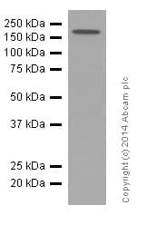 Anti-PDGFR alpha + PDGFR beta antibody [Y92] - C-terminal(AB32570)
