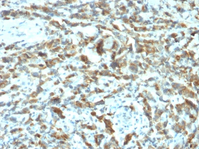 Anti-Estrogen Inducible Protein pS2 antibody [TFF1/2133](AB268118)
