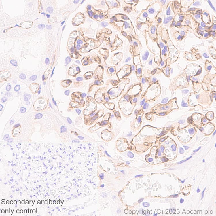 Anti-VE Cadherin antibody [EPR27436-55] - BSA and Azide free(AB313633)