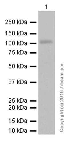 Anti-CD276 antibody [EPNCIR122](AB134161)
