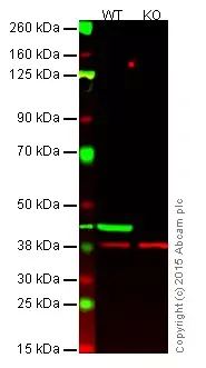 Anti-GAPDH antibody [EPR16891] - Loading Control(AB181602)