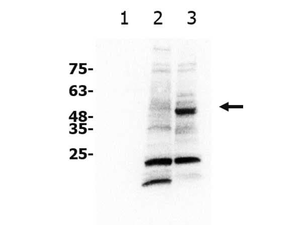 Anti-xCT antibody(AB216876)