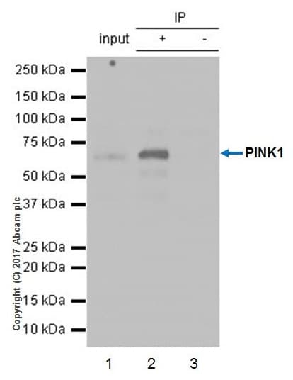CCCP, Mitochondrial oxidative phosphorylation uncoupler(AB141229)