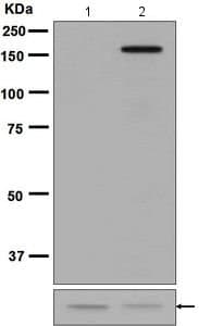 As160 Phospho T642 Antibody Epr27332 Ab131214  Western Blot Img126871