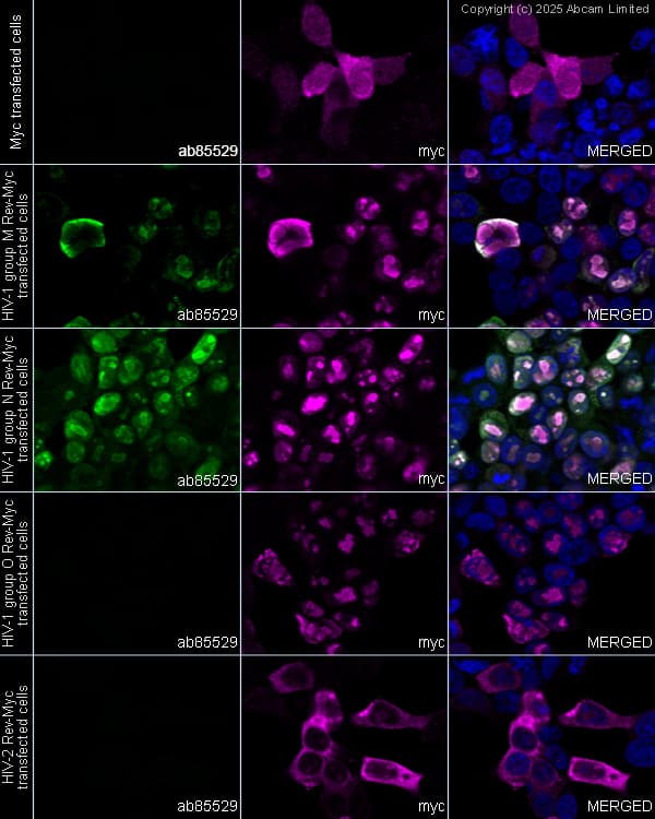 Anti-Myc tag antibody(AB9106)