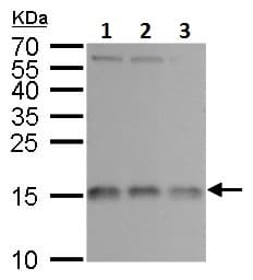 Anti-RPL37 antibody(AB228542)