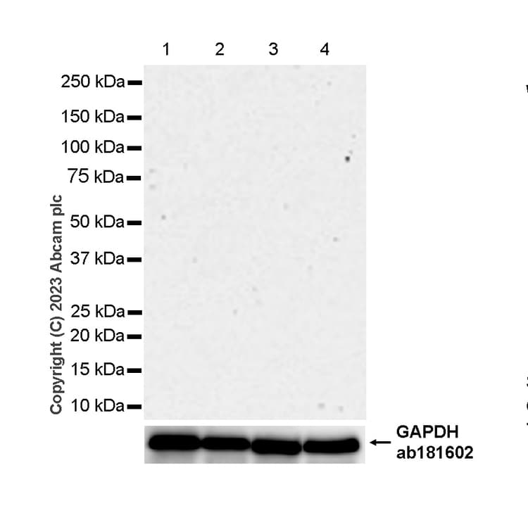 Rabbit IgG, monoclonal [EPR25A] - Isotype Control - BSA and Azide Free(AB210849)