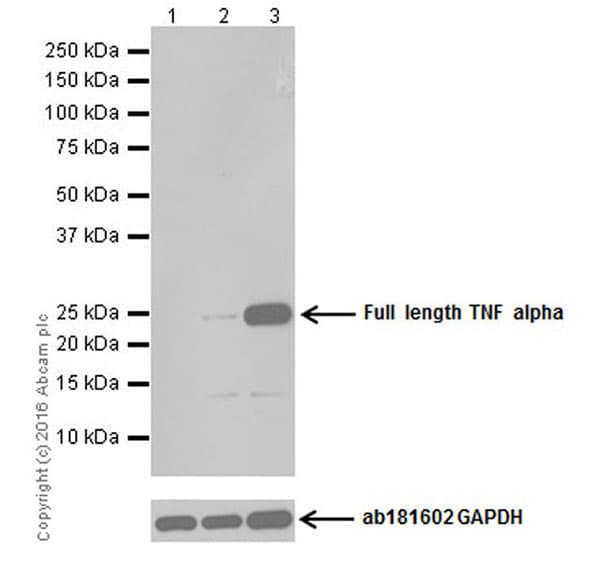 Anti-TNF alpha antibody [EPR19147](AB183218)