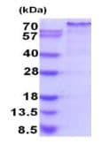 Recombinant Human Nrf2 protein(AB202153)