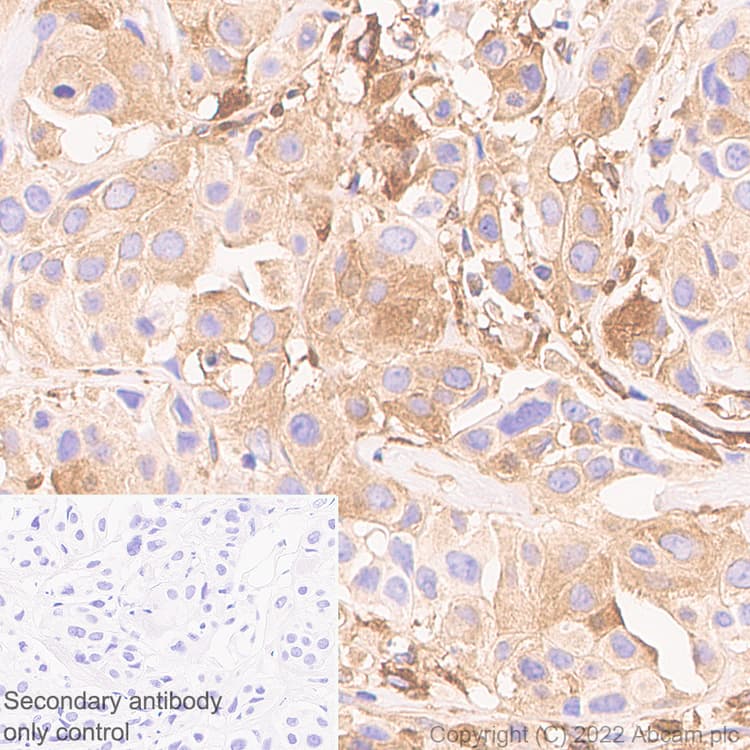 Ifit1 Antibody Epr27276 63 Bsa And Azide Free Ab305302  Immunohistochemistry Formalin Pfa Fixed Paraffin Embedded Sections Img405044
