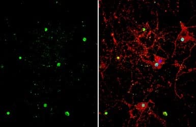 Anti-ZBTB20 antibody(AB127702)