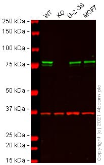 Anti-Calnexin antibody [CANX/1543] - BSA and Azide free(AB237932)