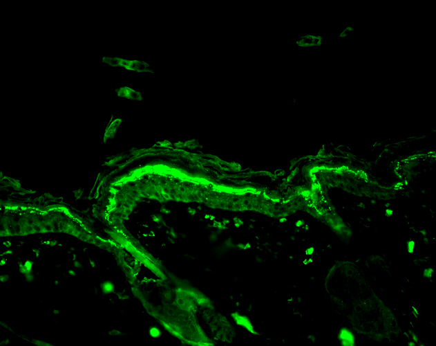 Anti-DNA/RNA Damage antibody [15A3](AB62623)