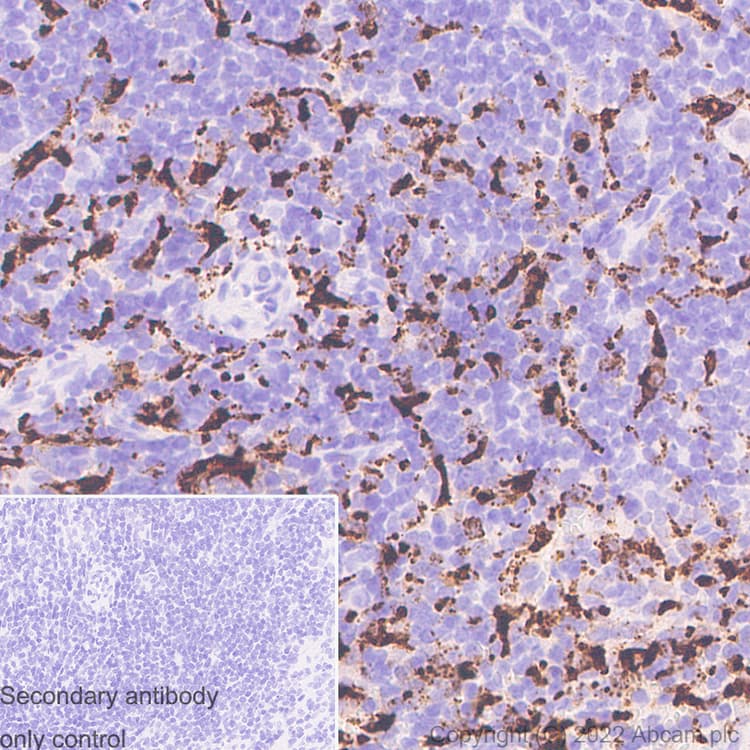 Anti-CD68 antibody [RM1031] - BSA and Azide free(ab303566)