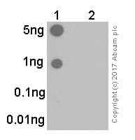 Estrogen Receptor Alpha Phospho S118 Antibody E91 Ab32396  Dot Blot Img13289