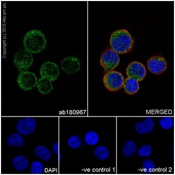 Anti-PI 3 Kinase p85 beta antibody [EPR18416] - BSA and Azide free(AB231161)