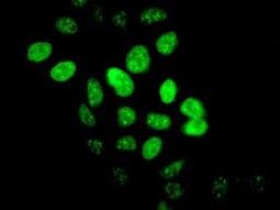 Anti-HIRA/HIR antibody [EPR7416] - BSA and Azide free(AB232477)