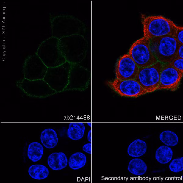 Trop2 Antibody Epr20043 Ab214488 Immunocytochemistry Immunofluorescence Img67622