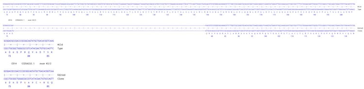 Human CD14 knockout HCT116 cell line(AB287271)