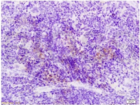 Semaphorin 3f Antibody Ab203394  Immunohistochemistry Formalin Pfa Fixed Paraffin Embedded Sections Img24258