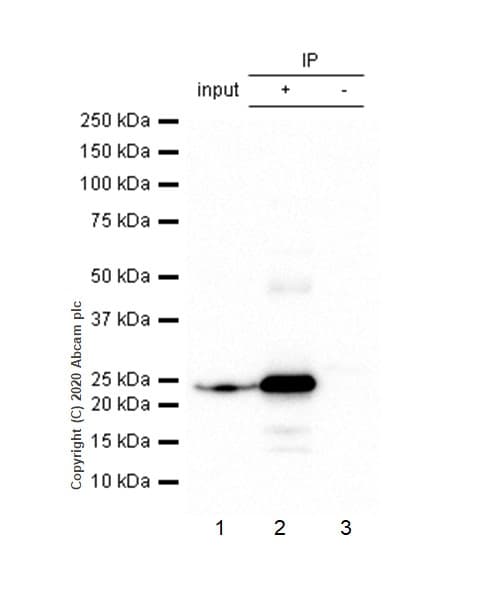 Anti-HP1 alpha antibody [EPR5777] - BSA and Azide free(AB226049)