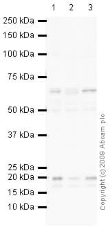Anti-Nicotinic Acetylcholine Receptor alpha 4/CHRNA4 antibody(AB41172)