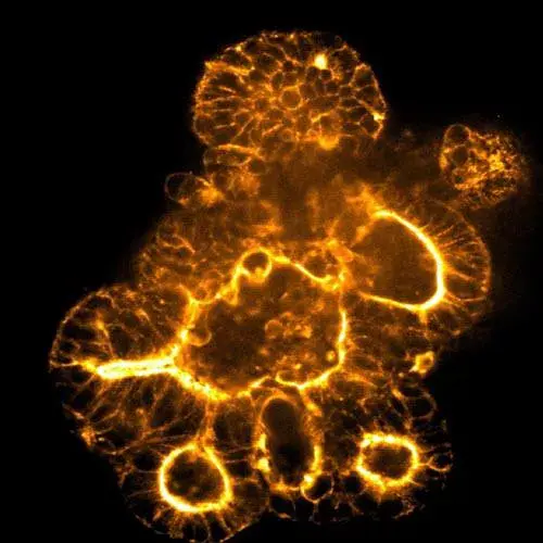 Organoid Image Acquired At 20x Magnification