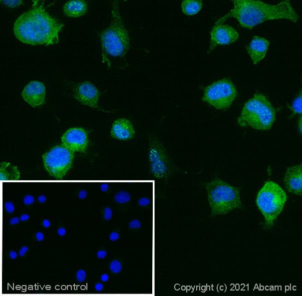 Goat Anti-Armenian hamster IgG H&L (Alexa Fluor® 488)(AB173003)
